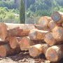 Grumes de Douglas