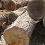 Grumes de chêne